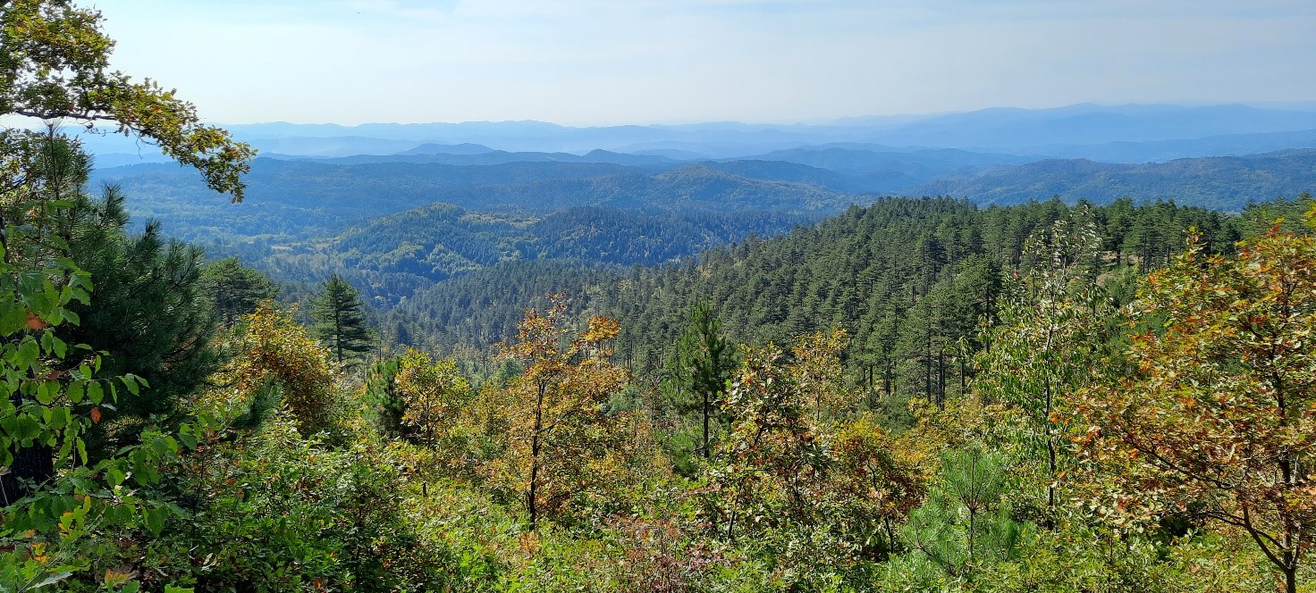 Panoramic view of forested hills and distant mountain ridges across the St Nicholas licence area