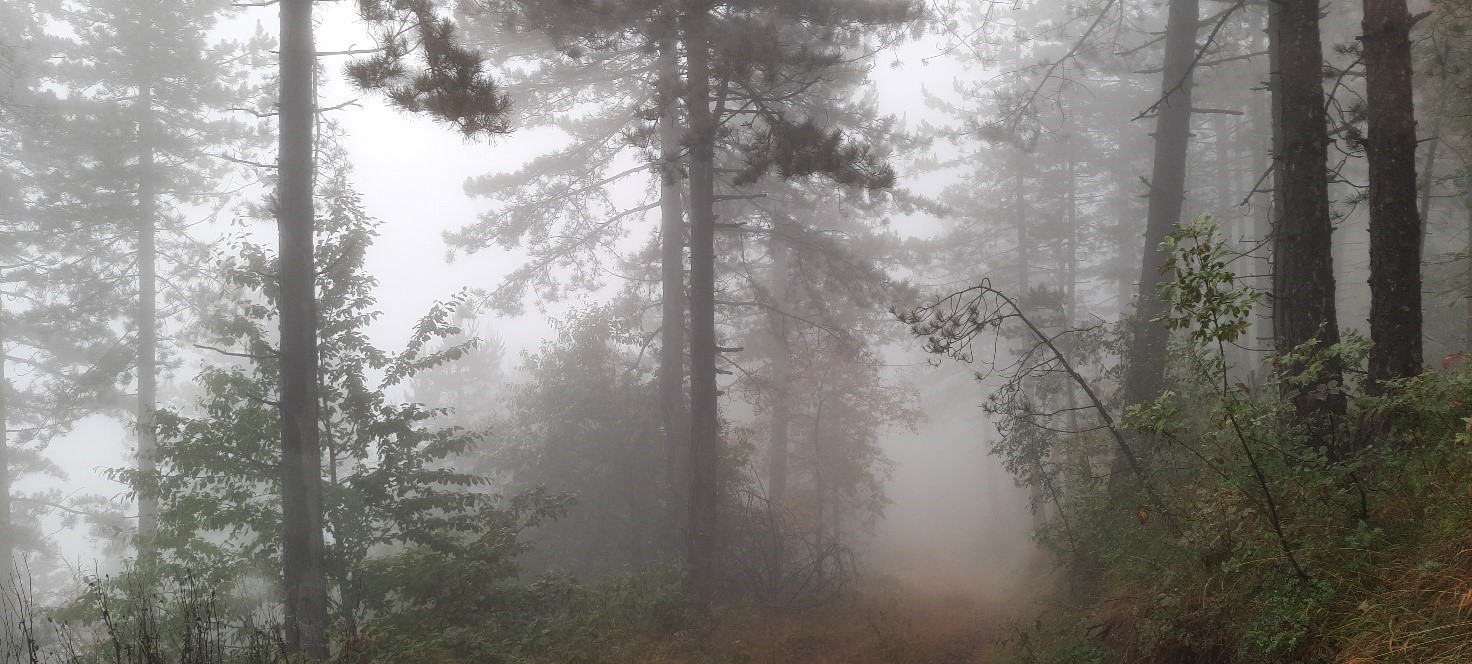 Misty pine forest shrouded in fog at the St Nicholas project near Petrovo and Doboj