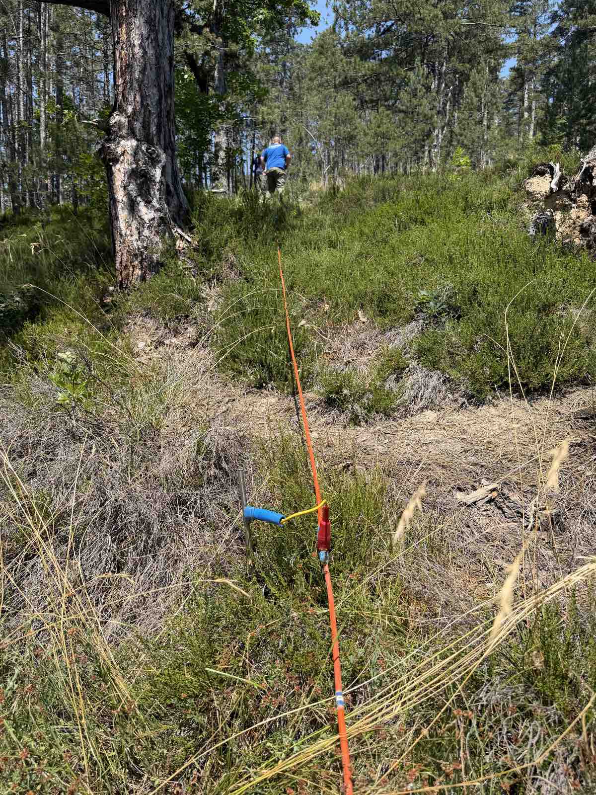 Orange geophysical survey cable running across a grassy heath forest floor with a surveyor ahead